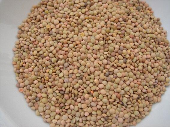 Lentils Castelluccio di Norcia Umbria, 1.1 lbs Online